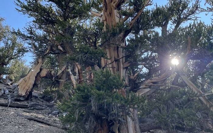 Bristlecone pine &middot; White Mountains